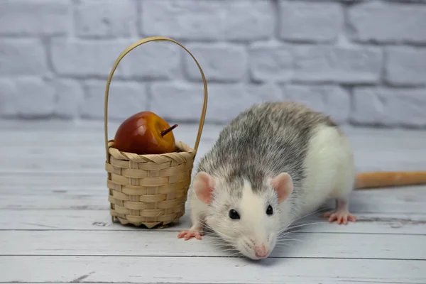 Simpatico Ratto Decorativo Bianco Nero Siede Accanto Cesto Legno Vimini — Foto Stock