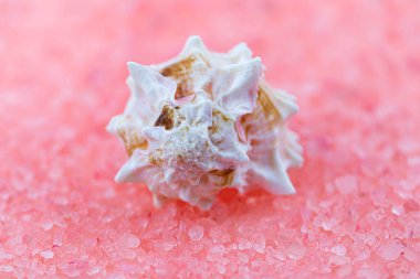 Pembe tuzlu arka planda deniz kabuğunun makro fotoğrafı