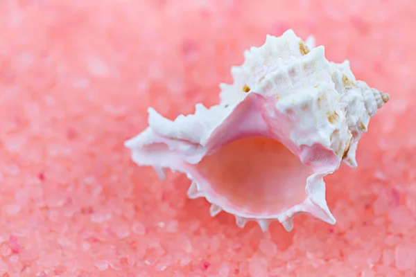Makro Fénykép Egy Kagylóról Rózsaszín Sós Háttér Mellett — Stock Fotó