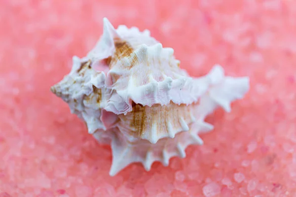 Macro Photo Coquillage Sur Fond Sel Rose — Photo