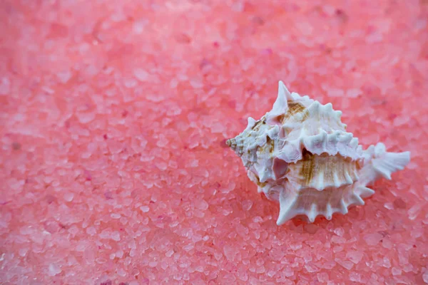 Macro Photograph Seashell Pink Salt Background — Stock Photo, Image