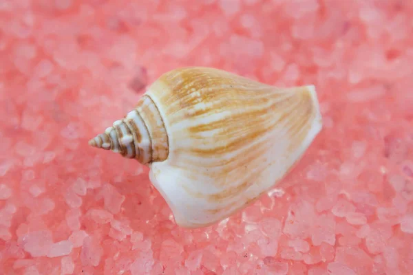 White Seashells Various Shapes Sizes Lie Pink Background Macro Photography — Stock Photo, Image