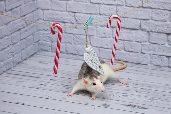 Noel süsleri ipe asılı. Beyaz tahta kalp. Noel için çubukta şeker. Fare oturuyor.