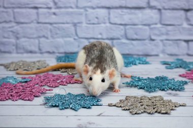 Kar taneleri arasında dekoratif bir fare. Yeni yıl ve Noel tatili.