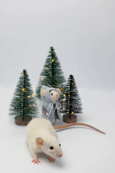 Fehér Kis Patkány Gyönyörű Fák Között Erdőben Egy Plüss Patkány — Stock Fotó