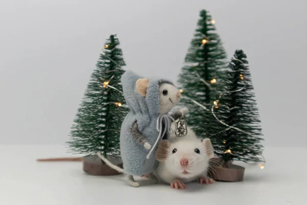 Petit Rat Blanc Parmi Les Beaux Arbres Vacances Dans Forêt — Photo