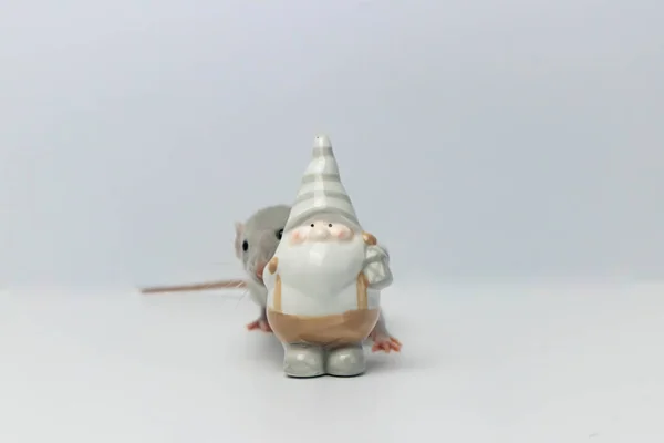 Little Gray Rat Hides Porcelain Toy Gnome — Stock Photo, Image