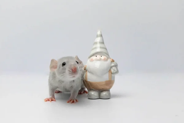 Pequeno Rato Cinzento Esconde Atrás Gnomo Brinquedo Porcelana — Fotografia de Stock