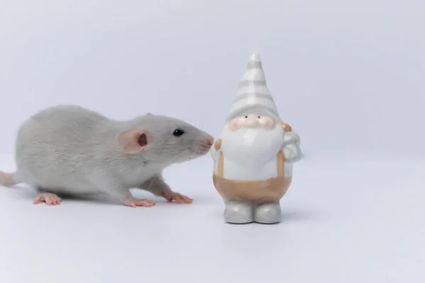Petit Rat Gris Cache Derrière Jouet Porcelaine Gnome — Photo
