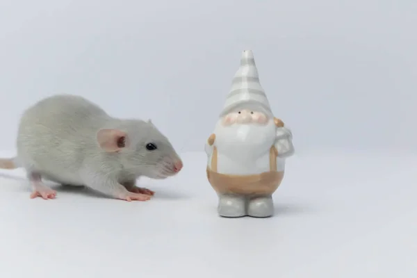 Kis Szürke Patkány Elbújik Egy Porcelán Játéktörpe Mögé — Stock Fotó