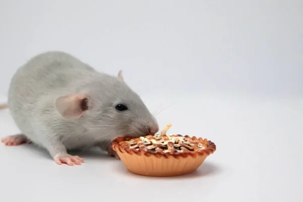 Dekoracyjny Szary Szczur Wącha Tort Urodzinowy Piękna Twarz Długimi Wąsami — Zdjęcie stockowe