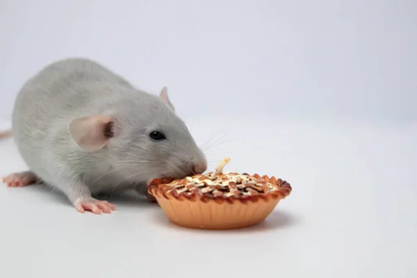 Decorative Grey Rat Sniffs Eats Birthday Cake Beautiful Face Long — Stock Photo, Image