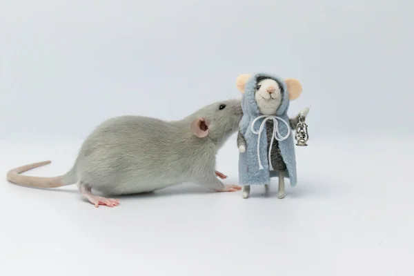 Szary Szczur Obok Zabawki Postaci Pluszowego Szczura — Zdjęcie stockowe