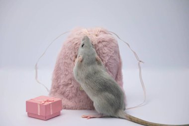 Gri dekoratif bir fare pembe bir kürk torbası ve hediye kutusunun yanında oturuyor.