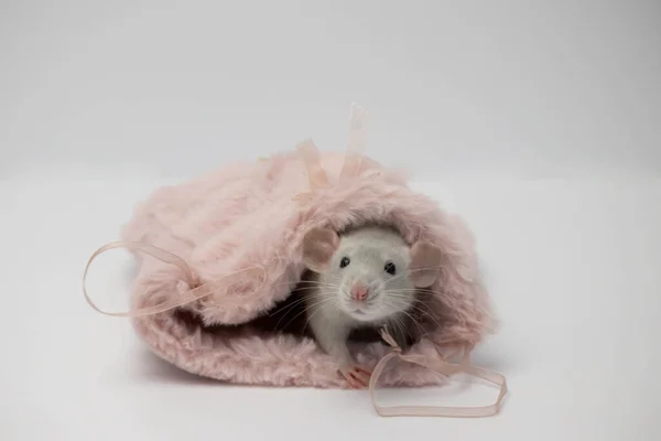 Una rata decorativa gris se escondió en una bolsa de piel rosa. La rata sacó su nariz y olfatea. — Foto de Stock