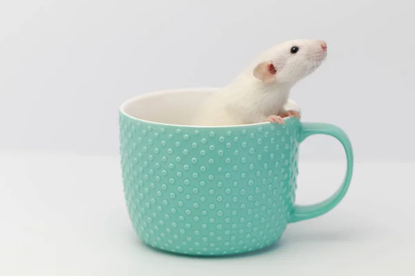 Una Rata Decorativa Blanca Escondió Una Taza Menta Rata Sacó — Foto de Stock