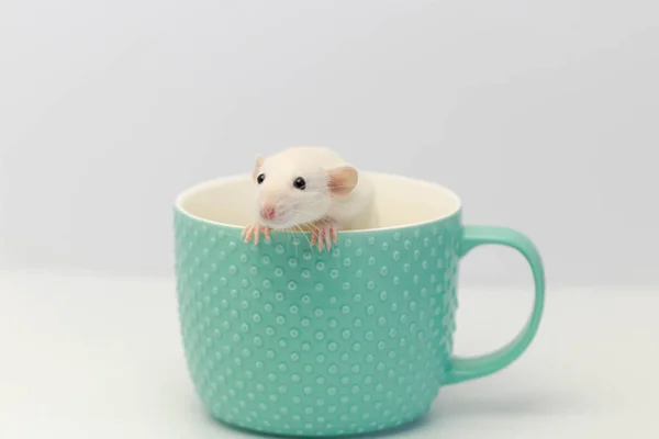 White Decorative Rat Hid Mint Cup Rat Stuck Out Its — Stock Photo, Image