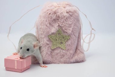 Gri dekoratif bir fare pembe bir kürk torbasına saklandı. Fare burnunu uzattı ve burnunu çekti.