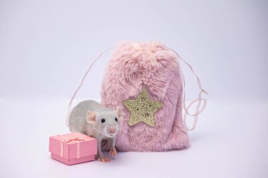 Gri dekoratif bir fare pembe bir kürk torbasına saklandı. Fare burnunu uzattı ve burnunu çekti.