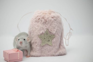 Gri dekoratif bir fare pembe bir kürk torbasına saklandı. Fare burnunu uzattı ve burnunu çekti.