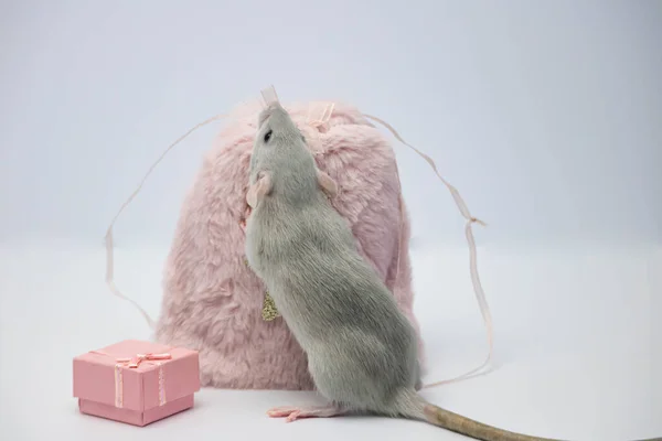 Gri dekoratif bir fare pembe bir kürk torbasına saklandı. Fare burnunu uzattı ve burnunu çekti.