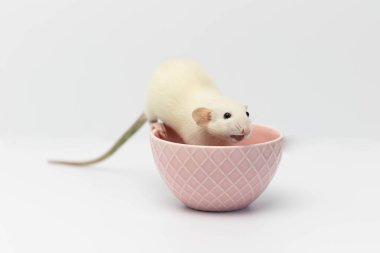 Şirin beyaz dekoratif bir fare pembe bir kupanın üzerinde oturur. Beyaz arka planda bir kemirgenin portresi