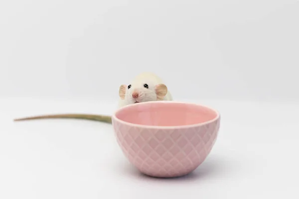 ピンクのマグカップの上に可愛い白い装飾用のネズミが座っています 白地の屋根裏部屋の肖像 — ストック写真