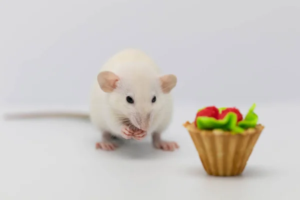 White Rat Eats Sweet Delicious Cake Muffin Birthday Cake — Stock Photo, Image