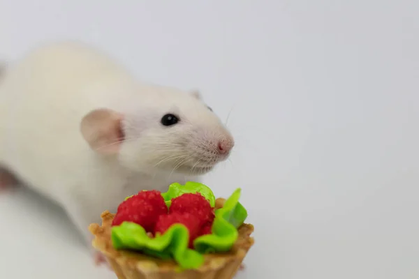 Biały Szczur Zjada Słodkie Pyszne Ciasto Lub Babeczkę Tort Urodzinowy — Zdjęcie stockowe