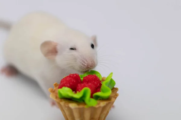 White Rat Eats Sweet Delicious Cake Muffin Birthday Cake — Stock Photo, Image