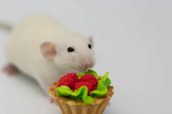 Ratto Bianco Mangia Una Torta Muffin Dolce Delizioso Torta Compleanno — Foto Stock