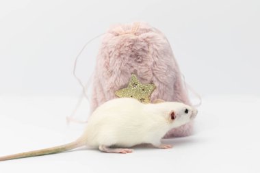 Beyaz dekoratif bir fare pembe bir kürk torbasına saklandı. Fare burnunu uzattı ve burnunu çekti..