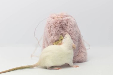 Beyaz dekoratif bir fare pembe bir kürk torbasına saklandı. Fare burnunu uzattı ve burnunu çekti..