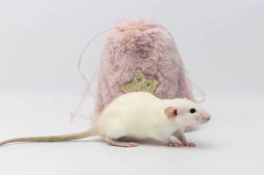 Beyaz dekoratif bir fare pembe bir kürk torbasına saklandı. Fare burnunu uzattı ve burnunu çekti..