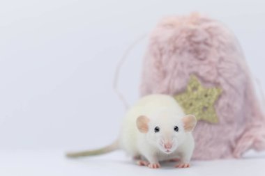 Beyaz dekoratif bir fare pembe bir kürk torbasına saklandı. Fare burnunu uzattı ve burnunu çekti..