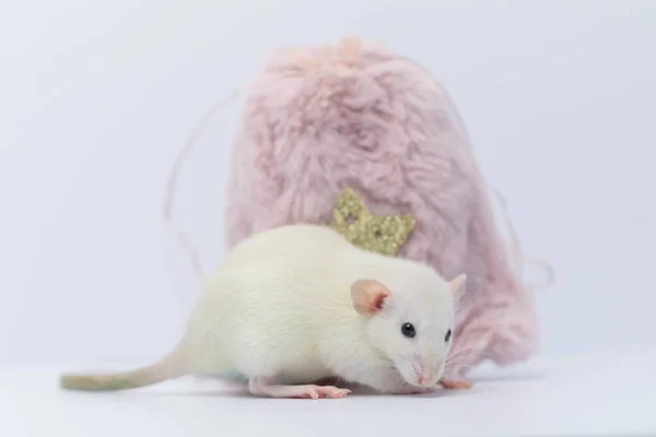 Una Rata Decorativa Blanca Escondió Una Bolsa Piel Rosa Rata —  Fotos de Stock