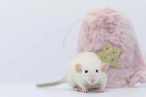 白い装飾用のネズミがピンクの毛皮の袋に隠れていた ネズミは鼻と鼻を突き出した — ストック写真