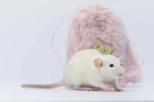 Een Witte Decoratieve Rat Verborg Zich Een Roze Pelszak Rat — Stockfoto