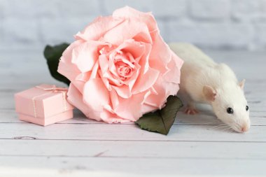 Süslü, şirin, beyaz bir fare bir gül çiçeğinin yanında oturuyor. Beyaz tuğla bir duvarın arkasında. Bir kemirgenin yakın çekimi.