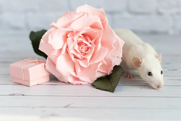 Mignon Rat Blanc Décoratif Assis Côté Une Fleur Rose Sur — Photo