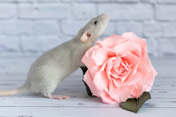 Dekoratif şirin gri fare bir gül çiçeğinin yanında oturur. Beyaz tuğla bir duvarın arkasında. Bir kemirgenin yakın çekimi..