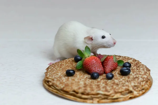 可愛い白い装飾ラットがイチゴとブルーベリーの美味しいパンケーキに座っています — ストック写真