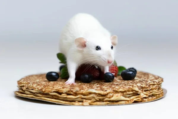 Cute White Decorative Rat Sits Delicious Pancakes Strawberries Blueberries — Stock Photo, Image