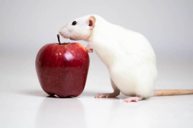 Tatlı beyaz dekoratif bir fare sulu ve olgun bir kırmızı elmanın yanında oturur. Kemirgen yakın çekimi..