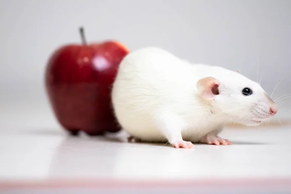 Een schattige witte decoratieve rat zit naast een sappige en rijpe rode appel. Knaagdierclose-up. — Stockfoto