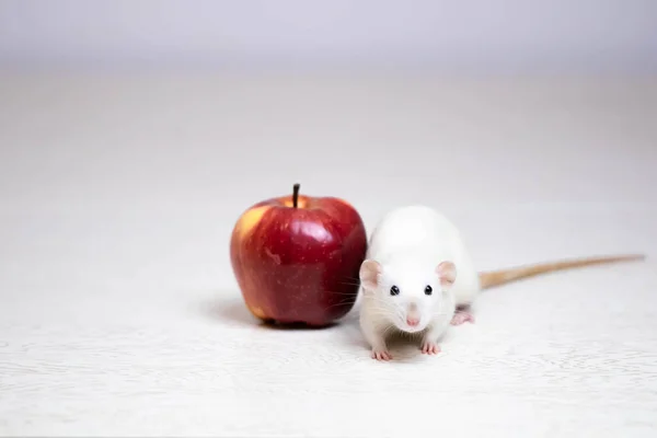 En söt vit dekorativ råtta sitter bredvid ett saftigt och moget rött äpple. Närbild av gnagare. — Stockfoto