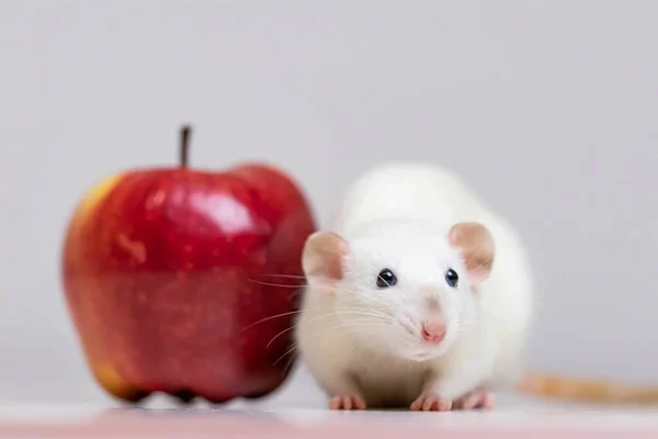 Eine süße weiße Zierratte sitzt neben einem saftigen und reifen roten Apfel. Nagetiere aus nächster Nähe. — Stockfoto