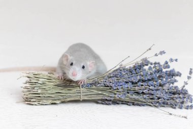 Şirin gri dekoratif bir fare, kuru lavanta buketinin yanında oturur. Aromaterapi. Kemirgen yakın çekimi..
