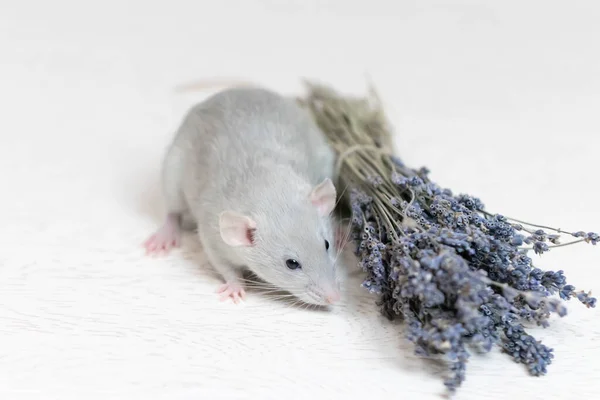 Una linda rata decorativa gris se sienta junto a un ramo de lavanda seca. Aromaterapia. Primer plano del roedor. — Foto de Stock