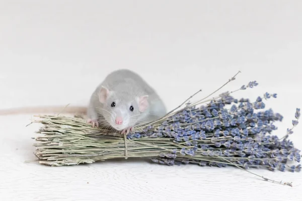 En söt grå dekorativ råtta sitter bredvid en torr lavendelbukett. Aromaterapi. Närbild av gnagare. — Stockfoto